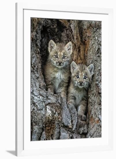 USA, Montana. Bobcat kittens in tree den.-Jaynes Gallery-Framed Photographic Print