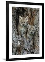 USA, Montana. Bobcat kittens in tree den.-Jaynes Gallery-Framed Photographic Print