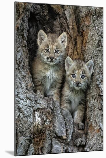 USA, Montana. Bobcat kittens in tree den.-Jaynes Gallery-Mounted Photographic Print
