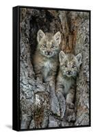 USA, Montana. Bobcat kittens in tree den.-Jaynes Gallery-Framed Stretched Canvas