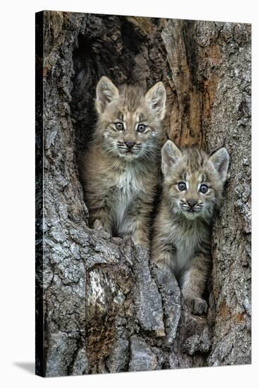 USA, Montana. Bobcat kittens in tree den.-Jaynes Gallery-Stretched Canvas