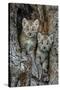 USA, Montana. Bobcat kittens in tree den.-Jaynes Gallery-Stretched Canvas