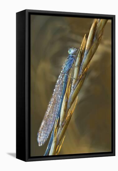 USA, Montana. Damsel Fly in Sunrise Light-Jaynes Gallery-Framed Stretched Canvas