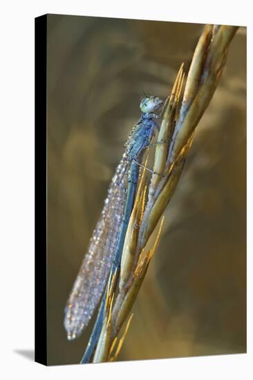 USA, Montana. Damsel Fly in Sunrise Light-Jaynes Gallery-Stretched Canvas