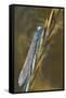 USA, Montana. Damsel Fly in Sunrise Light-Jaynes Gallery-Framed Stretched Canvas