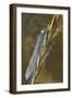 USA, Montana. Damsel Fly in Sunrise Light-Jaynes Gallery-Framed Photographic Print