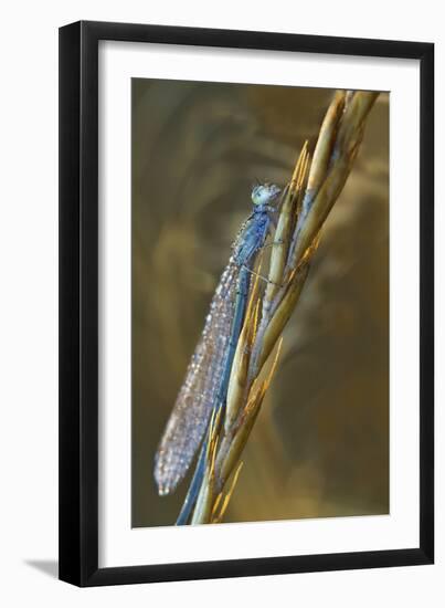 USA, Montana. Damsel Fly in Sunrise Light-Jaynes Gallery-Framed Photographic Print