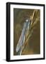 USA, Montana. Damsel Fly in Sunrise Light-Jaynes Gallery-Framed Photographic Print