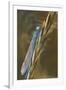 USA, Montana. Damsel Fly in Sunrise Light-Jaynes Gallery-Framed Photographic Print