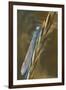 USA, Montana. Damsel Fly in Sunrise Light-Jaynes Gallery-Framed Photographic Print