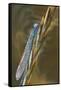 USA, Montana. Damsel Fly in Sunrise Light-Jaynes Gallery-Framed Stretched Canvas
