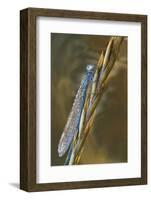 USA, Montana. Damsel Fly in Sunrise Light-Jaynes Gallery-Framed Photographic Print