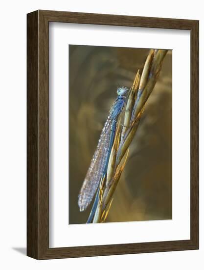 USA, Montana. Damsel Fly in Sunrise Light-Jaynes Gallery-Framed Photographic Print