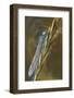 USA, Montana. Damsel Fly in Sunrise Light-Jaynes Gallery-Framed Photographic Print