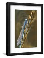 USA, Montana. Damsel Fly in Sunrise Light-Jaynes Gallery-Framed Photographic Print