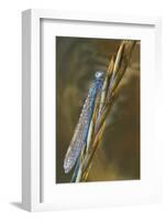 USA, Montana. Damsel Fly in Sunrise Light-Jaynes Gallery-Framed Photographic Print