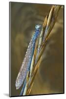 USA, Montana. Damsel Fly in Sunrise Light-Jaynes Gallery-Mounted Photographic Print