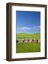 USA, Montana, Fergus County, Hay bales.-Jamie & Judy Wild-Framed Photographic Print