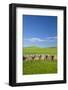USA, Montana, Fergus County, Hay bales.-Jamie & Judy Wild-Framed Photographic Print