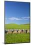 USA, Montana, Fergus County, Hay bales.-Jamie & Judy Wild-Mounted Photographic Print