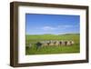 USA, Montana, Fergus County, Hay bales.-Jamie & Judy Wild-Framed Photographic Print