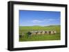 USA, Montana, Fergus County, Hay bales.-Jamie & Judy Wild-Framed Photographic Print