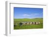 USA, Montana, Fergus County, Hay bales.-Jamie & Judy Wild-Framed Photographic Print