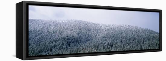 USA, Montana, Gallatin National Forest, winter-Panoramic Images-Framed Stretched Canvas