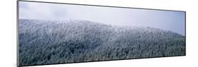 USA, Montana, Gallatin National Forest, winter-Panoramic Images-Mounted Photographic Print