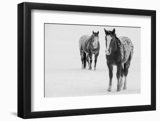 USA, Montana, Gardiner. Appaloosa horses in winter snow.-Cindy Miller Hopkins-Framed Photographic Print