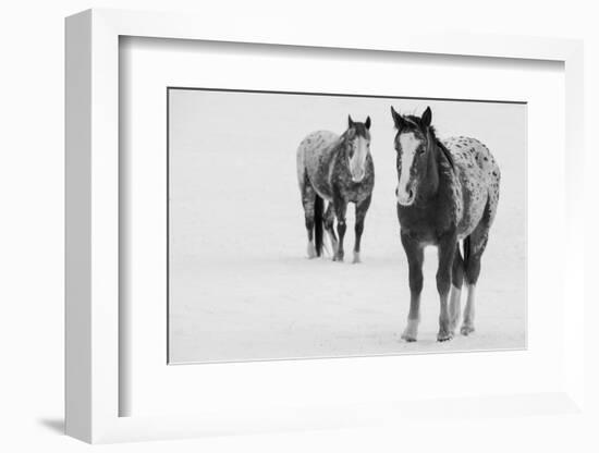 USA, Montana, Gardiner. Appaloosa horses in winter snow.-Cindy Miller Hopkins-Framed Photographic Print