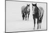 USA, Montana, Gardiner. Appaloosa horses in winter snow.-Cindy Miller Hopkins-Mounted Photographic Print