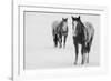 USA, Montana, Gardiner. Appaloosa horses in winter snow.-Cindy Miller Hopkins-Framed Photographic Print