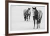 USA, Montana, Gardiner. Appaloosa horses in winter snow.-Cindy Miller Hopkins-Framed Photographic Print