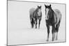 USA, Montana, Gardiner. Appaloosa horses in winter snow.-Cindy Miller Hopkins-Mounted Photographic Print