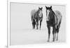 USA, Montana, Gardiner. Appaloosa horses in winter snow.-Cindy Miller Hopkins-Framed Photographic Print