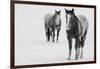 USA, Montana, Gardiner. Appaloosa horses in winter snow.-Cindy Miller Hopkins-Framed Photographic Print