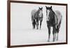 USA, Montana, Gardiner. Appaloosa horses in winter snow.-Cindy Miller Hopkins-Framed Photographic Print