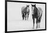 USA, Montana, Gardiner. Appaloosa horses in winter snow.-Cindy Miller Hopkins-Framed Photographic Print