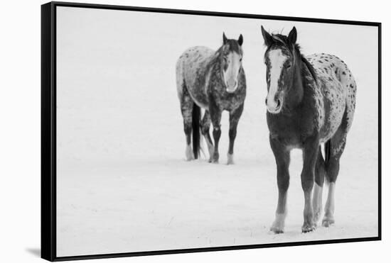 USA, Montana, Gardiner. Appaloosa horses in winter snow.-Cindy Miller Hopkins-Framed Stretched Canvas