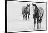USA, Montana, Gardiner. Appaloosa horses in winter snow.-Cindy Miller Hopkins-Framed Stretched Canvas