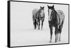 USA, Montana, Gardiner. Appaloosa horses in winter snow.-Cindy Miller Hopkins-Framed Stretched Canvas