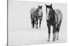 USA, Montana, Gardiner. Appaloosa horses in winter snow.-Cindy Miller Hopkins-Stretched Canvas
