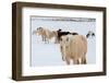 USA, Montana, Gardiner. Horses with winter coats in snow.-Cindy Miller Hopkins-Framed Photographic Print