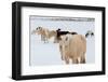 USA, Montana, Gardiner. Horses with winter coats in snow.-Cindy Miller Hopkins-Framed Photographic Print