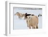 USA, Montana, Gardiner. Horses with winter coats in snow.-Cindy Miller Hopkins-Framed Photographic Print