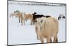 USA, Montana, Gardiner. Horses with winter coats in snow.-Cindy Miller Hopkins-Mounted Photographic Print