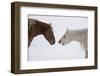 USA, Montana. Gardiner. Palomino and sorrel, with shaggy winter coat, nose to nose.-Cindy Miller Hopkins-Framed Photographic Print