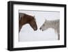 USA, Montana. Gardiner. Palomino and sorrel, with shaggy winter coat, nose to nose.-Cindy Miller Hopkins-Framed Photographic Print