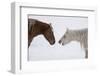 USA, Montana. Gardiner. Palomino and sorrel, with shaggy winter coat, nose to nose.-Cindy Miller Hopkins-Framed Photographic Print